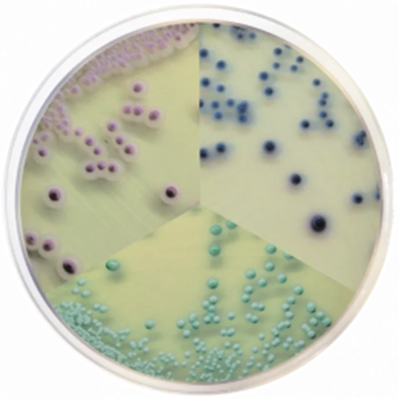 Listeria Chromogenic Agar | Bahar Tashkhis Teb
