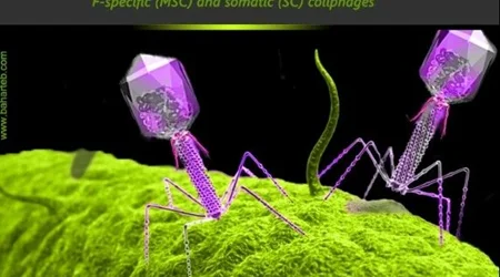 Coliphages: the future of.....