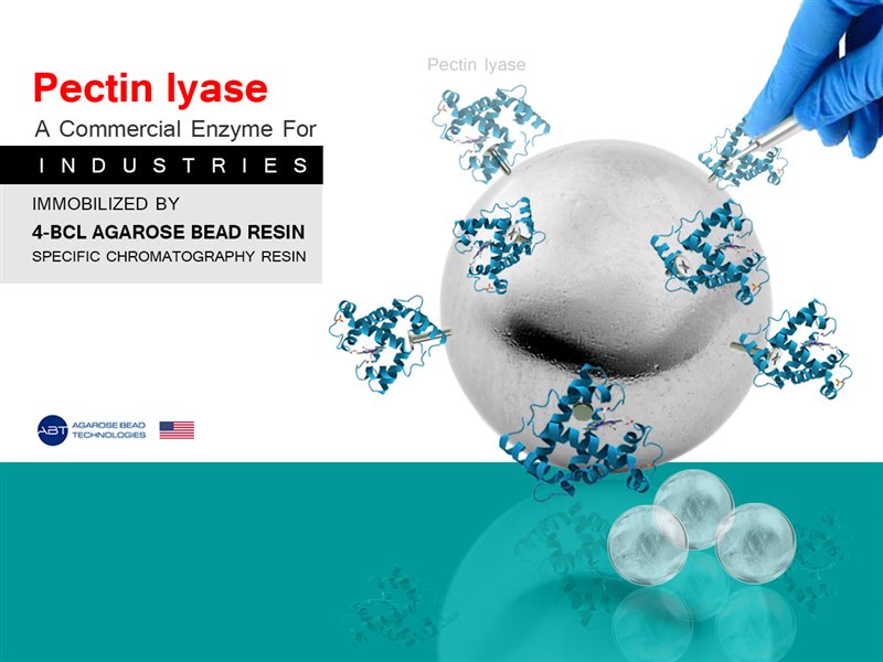Pectin lyase immobilization