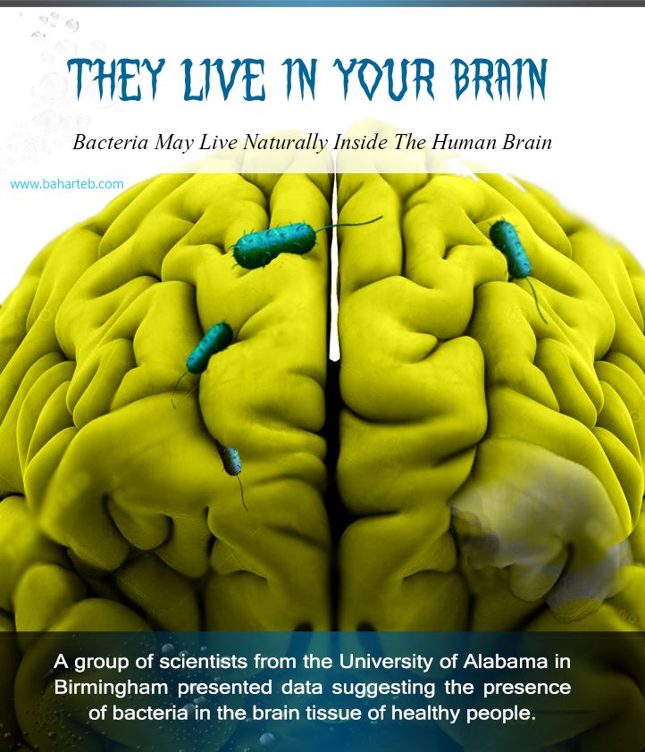 Bacteria may live inside the human brain