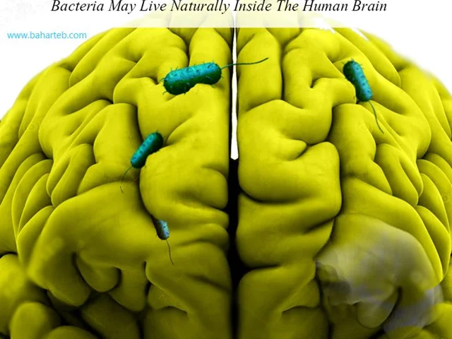 Bacteria may live inside the human brain