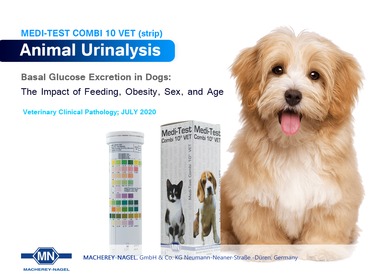 Basal Glucose Excretion in Dogs