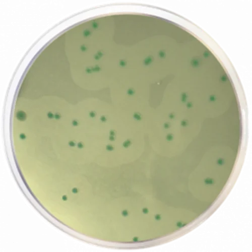 Listeria Chromogenic Agar