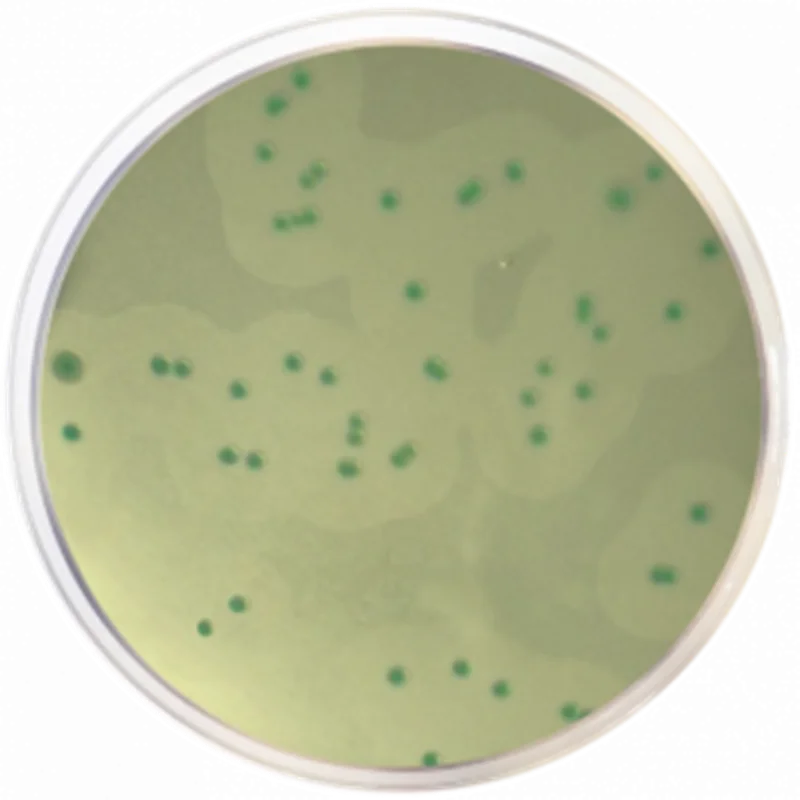 Listeria Chromogenic Agar